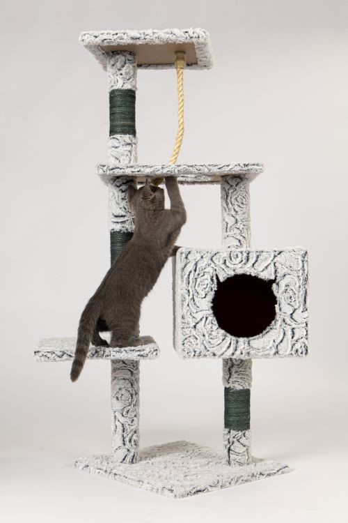 Cat zgârierea copac cu casa în gri