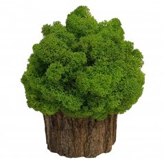 Moosbaum mit den Maßen 16 x 16 cm