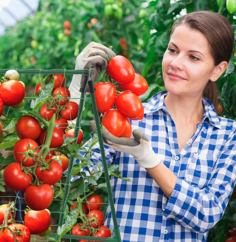 Structură de susținere pentru grădină cu grilaj 1,8 x 2,7 m