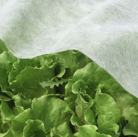 Țesătură agro albă 1,6 x 5 m - țesătură nețesută de protecție pentru plante