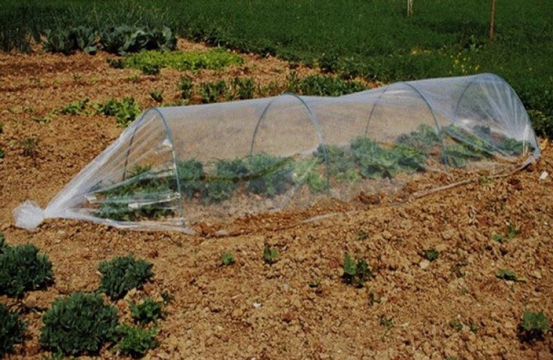 Kiskerti polytunnel 6 x 0,5 m 