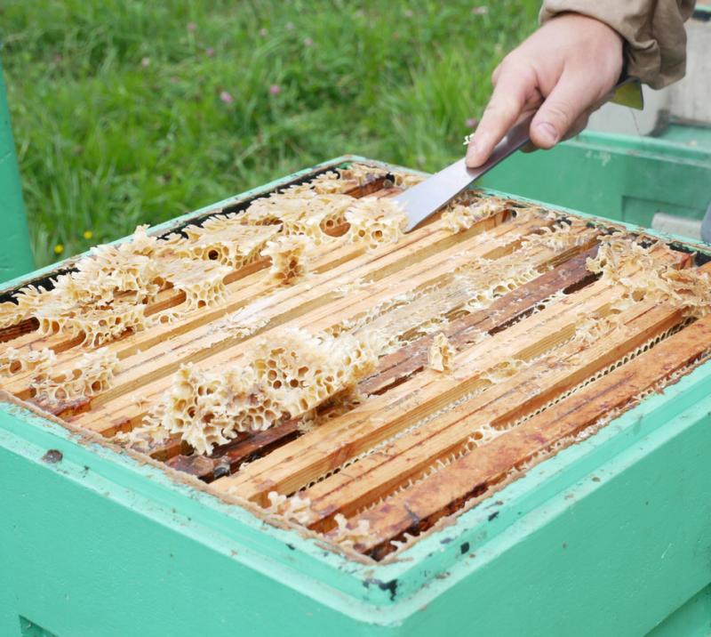 Bienenzuchtmeißel Edelstahl 26 cm