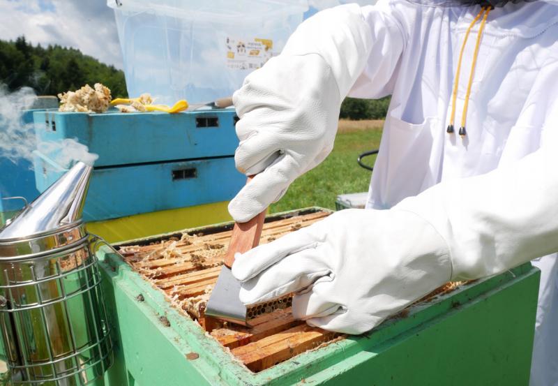 Bienenzuchtmeißel Edelstahl 20 cm