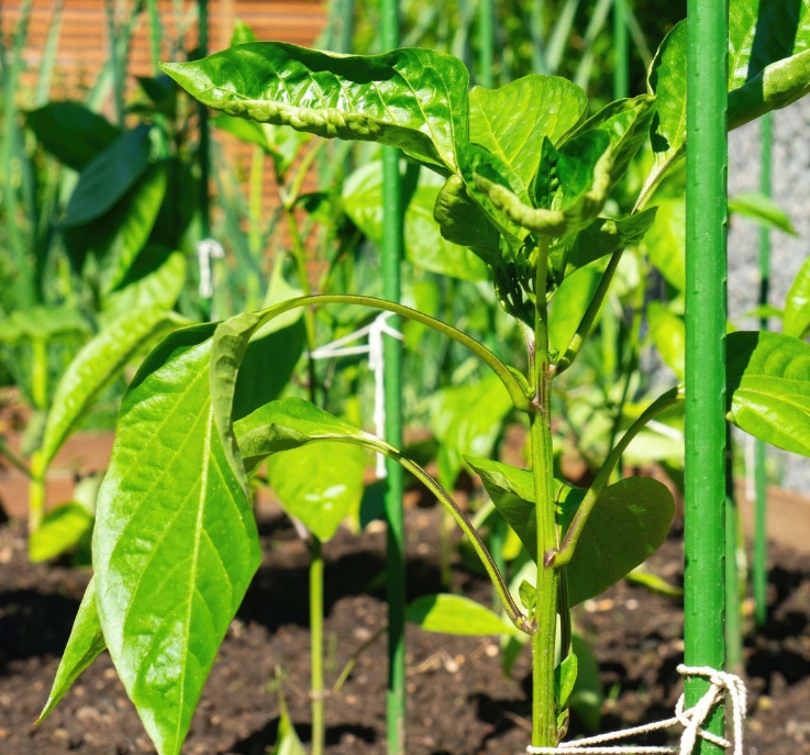 Oporná tyč k rastlinám 16 mm x 180 cm - 1ks