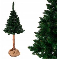 Insolito pino himalayano natalizio su ceppo 220 cm