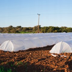 Bílá agrotextilie 1,6 x 5 m - ochranná netkaná textilie pro rostliny