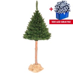 Pino dell'Himalaya natalizio su tronco 220 cm