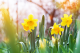 Přivítejte jaro ve vaší domácnosti - dobré rady a inspirace