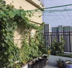Градинска мрежа за увивни растения