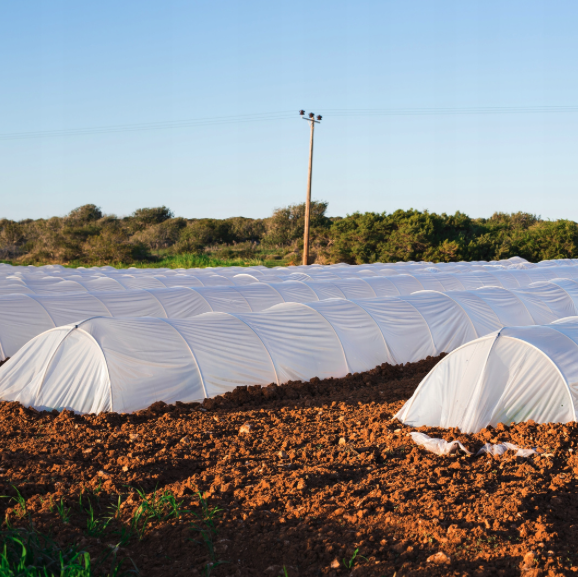 Țesătură agro albă 1,6 x 5 m - țesătură nețesută de protecție pentru plante