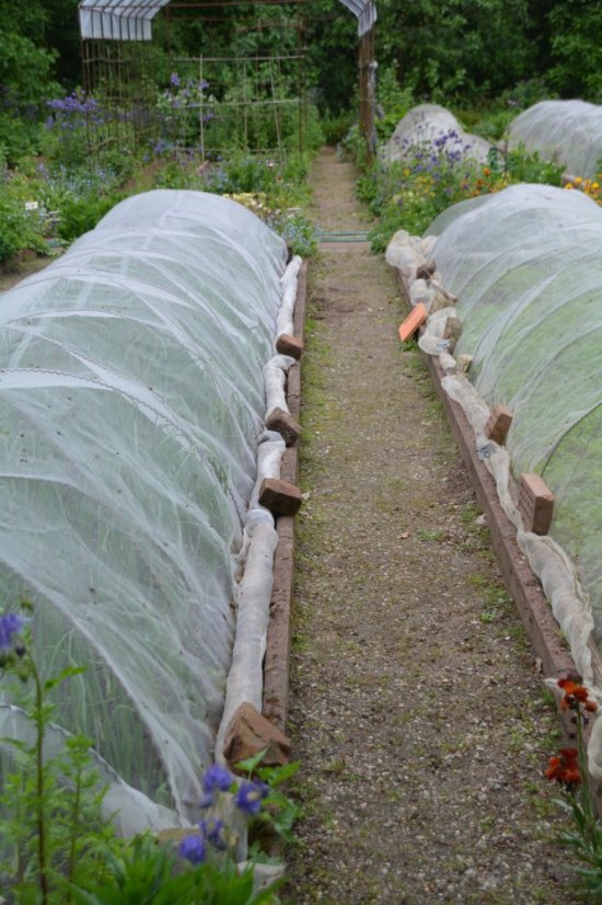 Țesătură agro albă 1,6 x 5 m - țesătură nețesută de protecție pentru plante