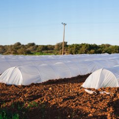 Fehér agroszövet 1,6 x 5 m - nem szőtt védőszövet növények számára