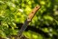 Coltello da esterno con manico in bambù 25 cm