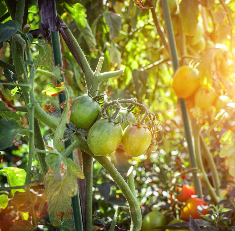 Oporná tyč k rastlinám 16 mm x 180 cm - 1ks