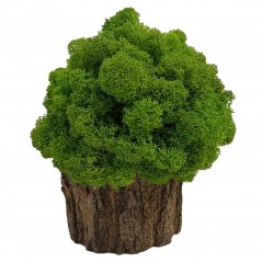 Moosbaum mit den Maßen 16 x 16 cm