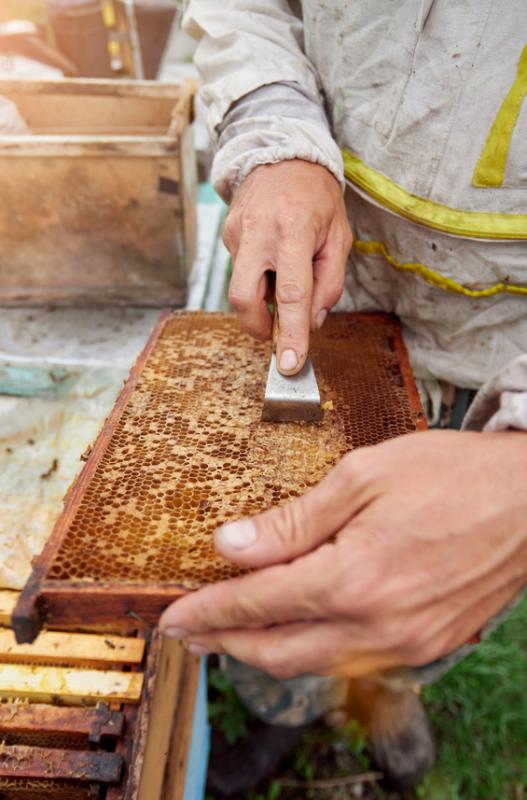 Scalpello per apicoltura in acciaio inox 20 cm