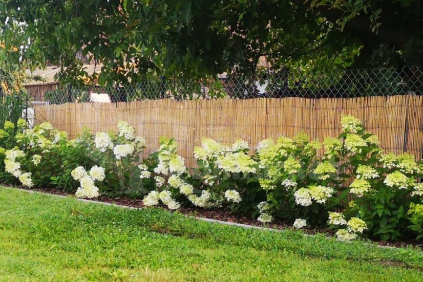 Bambusový plot 200 cm x 500 cm