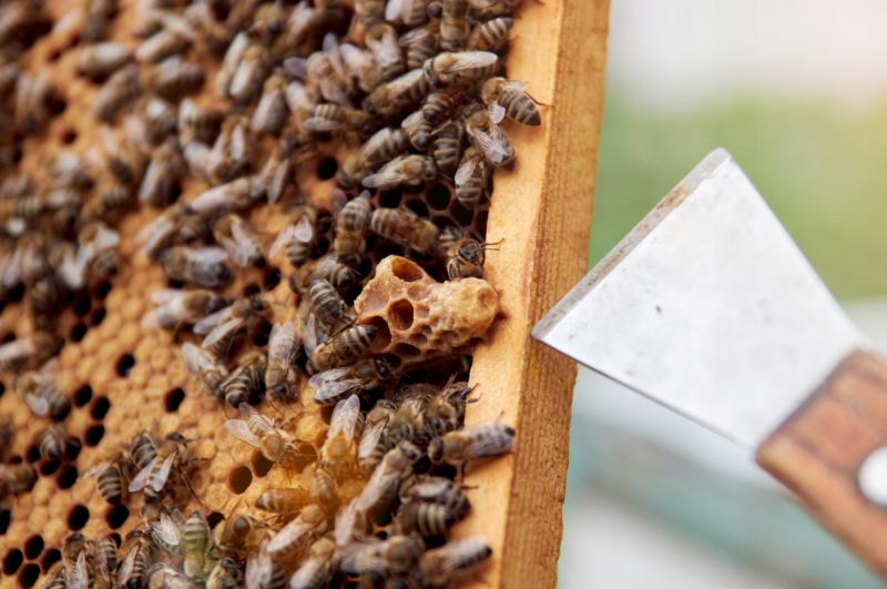 Daltă pentru apicultură din oțel inoxidabil 20 cm