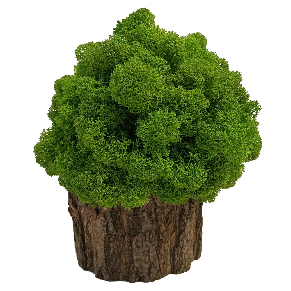 Arbore de mușchi cu dimensiunile 16 x 16 cm