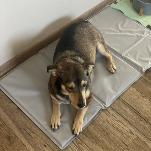 Pernă de răcire pentru câini și pisici Šírka: 70 cm | Dĺžka: 110 cm